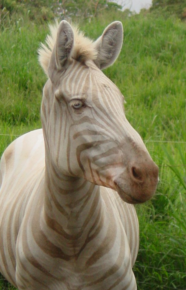 Zorses combine the strong build of horses with zebra stripes, creating a unique and hardy animal that’s both striking and strong.
