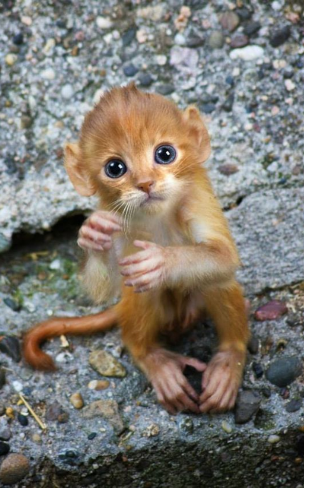 Cutest Real Animal Hybrids Ever
