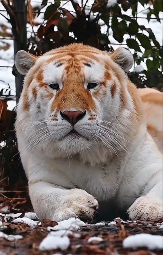 A cross between a male lion and a female tiger, ligers are the largest of all big cats—gentle giants with a fluffy, majestic look.
