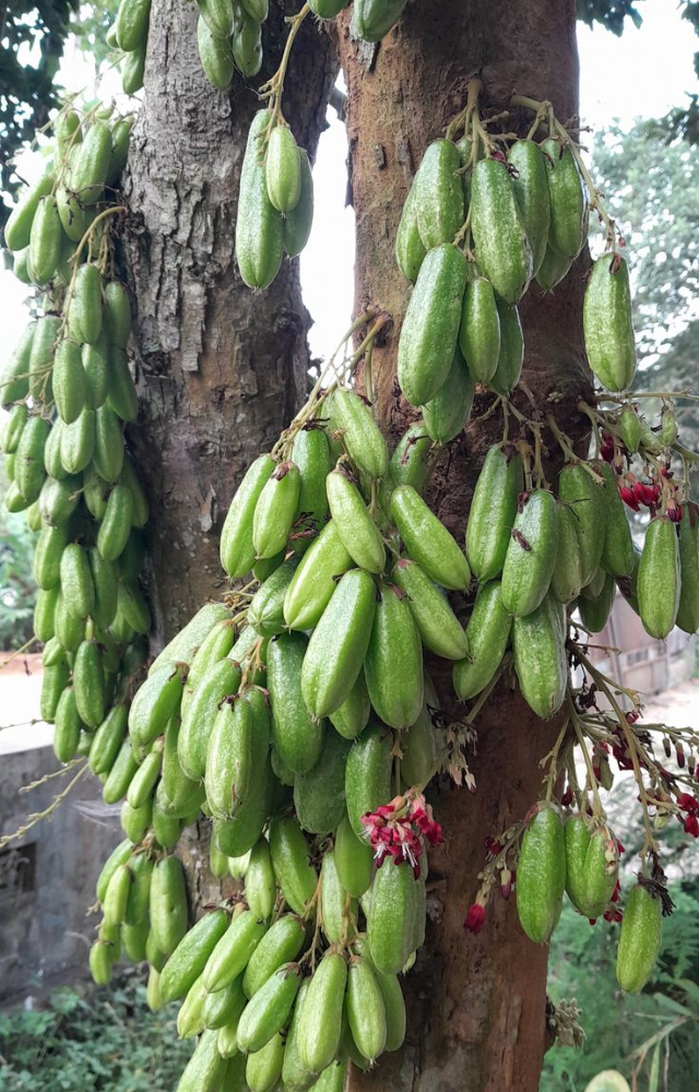 This Southeast Asian fruit tops the sour chart. Its juice is so acidic it can clean rust and numb the tongue.
