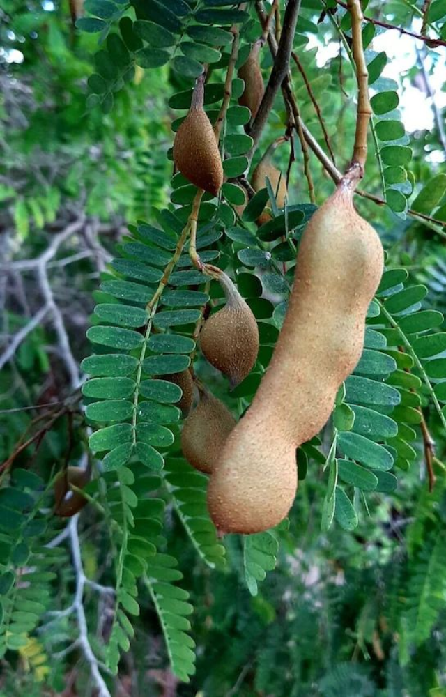 Still green and raw, this version of tamarind delivers a sharp sour jolt often used in traditional South Asian dishes.
