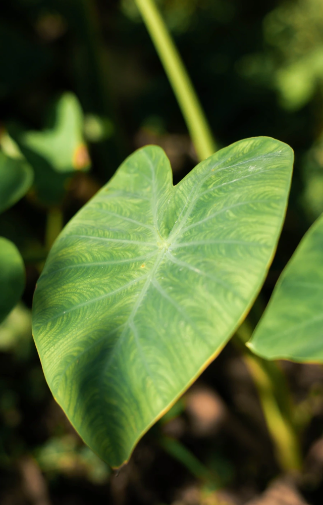 Used in traditional patra, or steamed rolls, arbi leaves are a monsoon staple in many Indian homes. Perfect for spicy, tangy bites.
