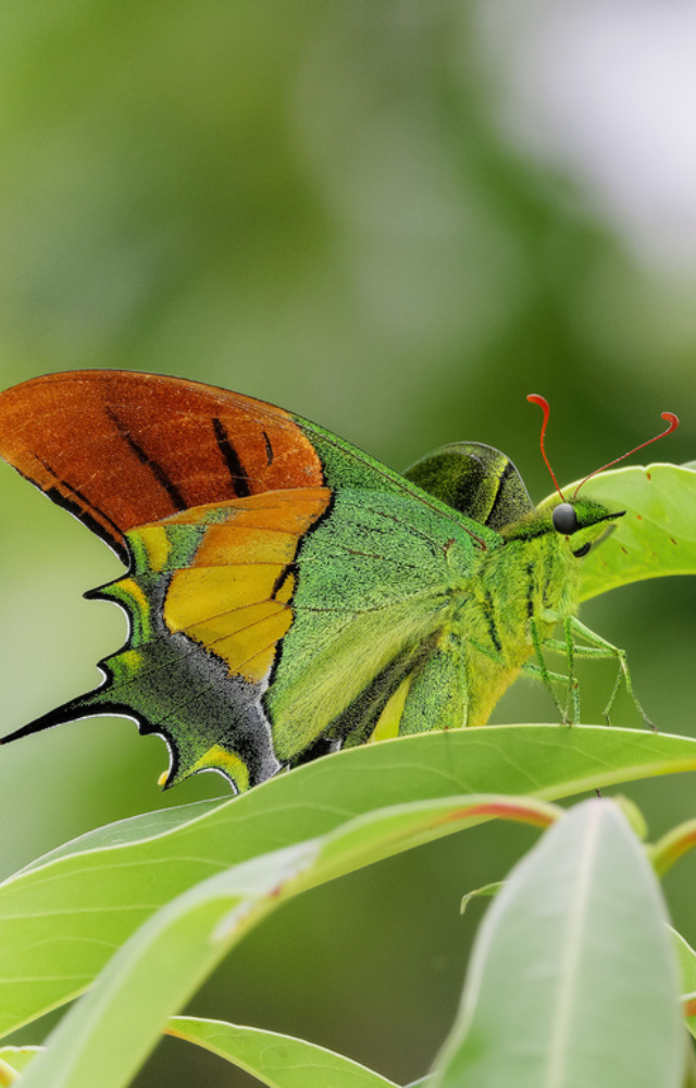 This regal green butterfly is found in the eastern Himalayas. Rare, dazzling, and a symbol of natural elegance.
