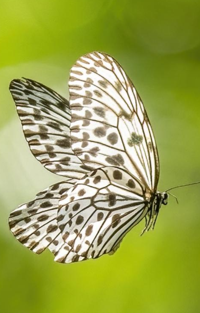 Gliding through the Western Ghats, it’s known for its graceful flight. A delicate beauty often called the ‘paper kite.’
