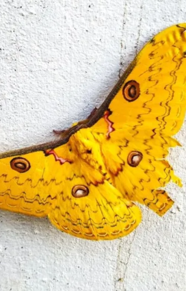 With golden wings and eyespots, this moth is truly majestic. Found in dense Indian forests, it’s a nighttime marvel.