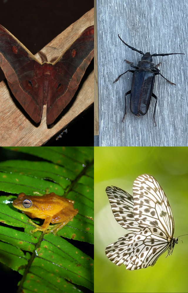 India’s Rare & Unique Insects
