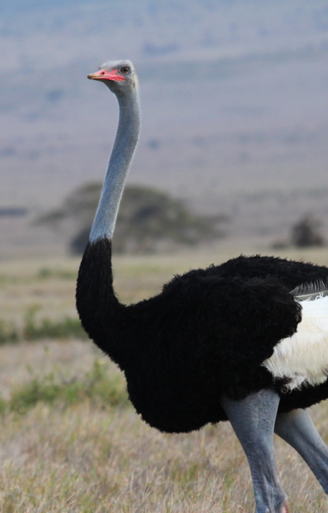 Found in the Horn of Africa, it’s one of the heaviest birds alive. Can weigh over 150 kg and reach speeds of 70 km/h.
