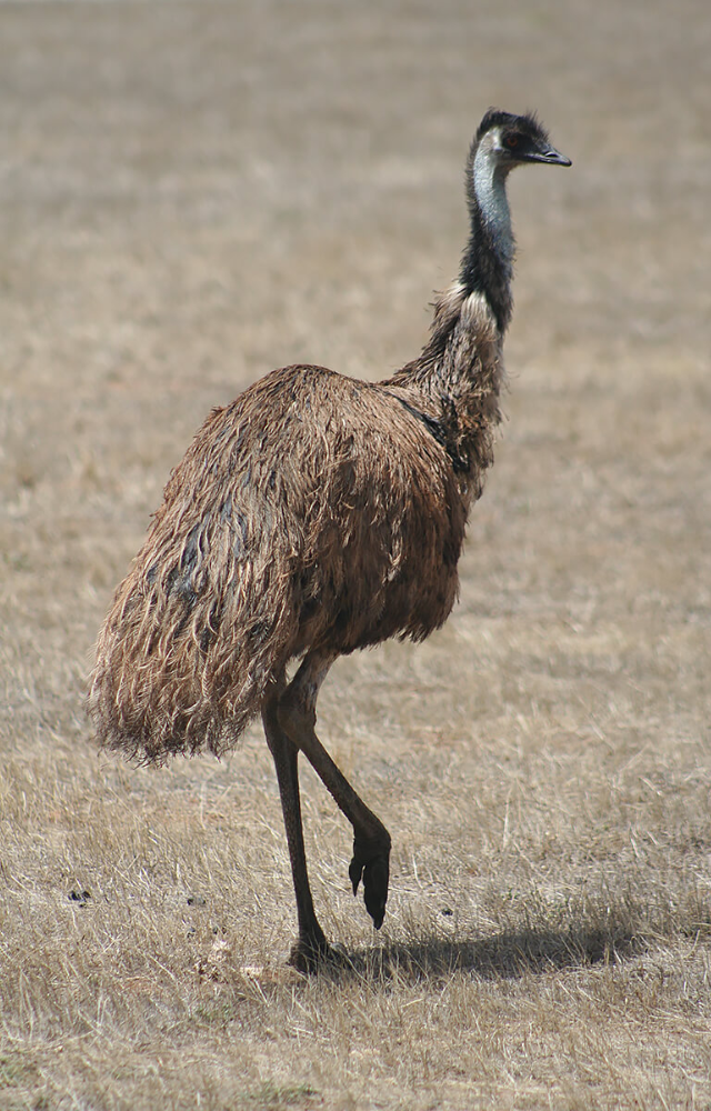 Australia’s tallest bird with strong legs and a curious gaze. Second only to the ostrich in height—watch out for that kick!
