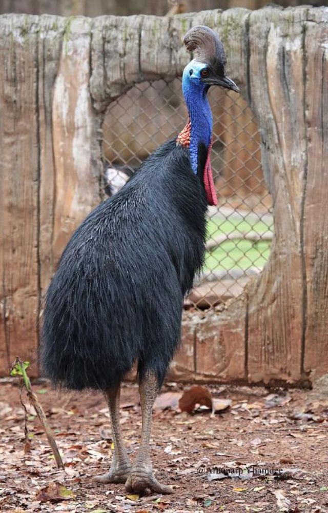 A vibrant yet dangerous bird from the rainforests of New Guinea and Australia. Known as the “world’s most dangerous bird.”
