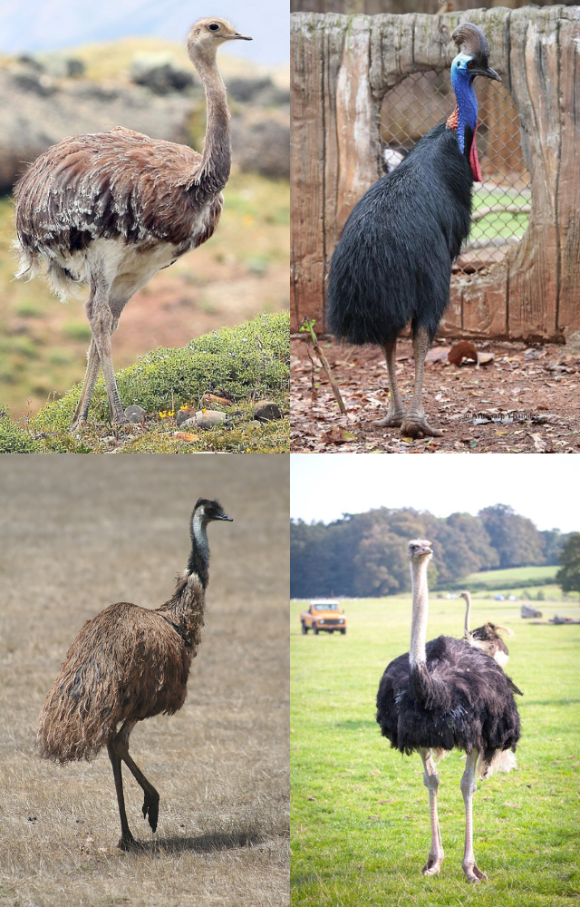 Giant Birds Around the World