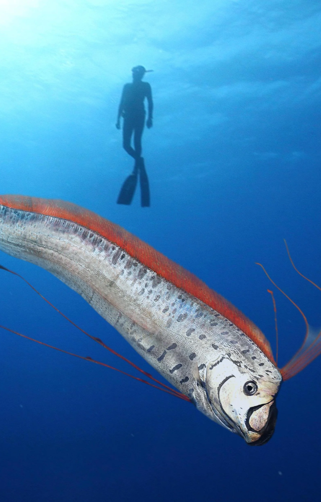The oarfish is a deep-sea fish known for its long, ribbon-like body and rare sightings.