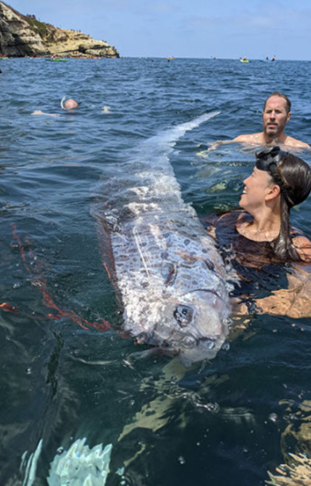 Oarfish are usually found in deep ocean waters, typically at depths of 200–1,000 meters.