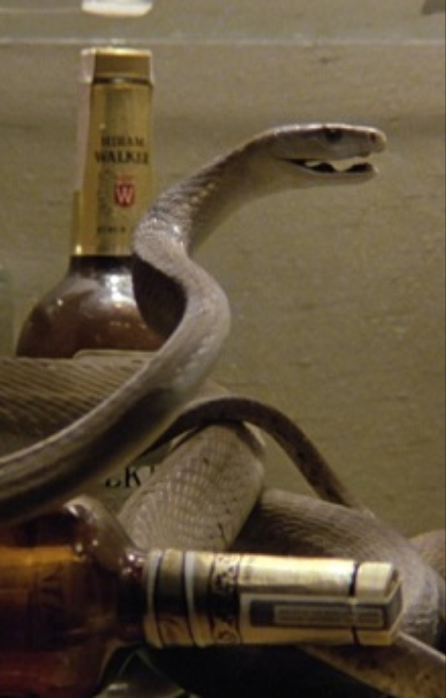 A suspense-filled tale of a heist gone wrong with a killer snake in the mix. Tension builds as the house is trapped with a child, criminals, and a viper.
