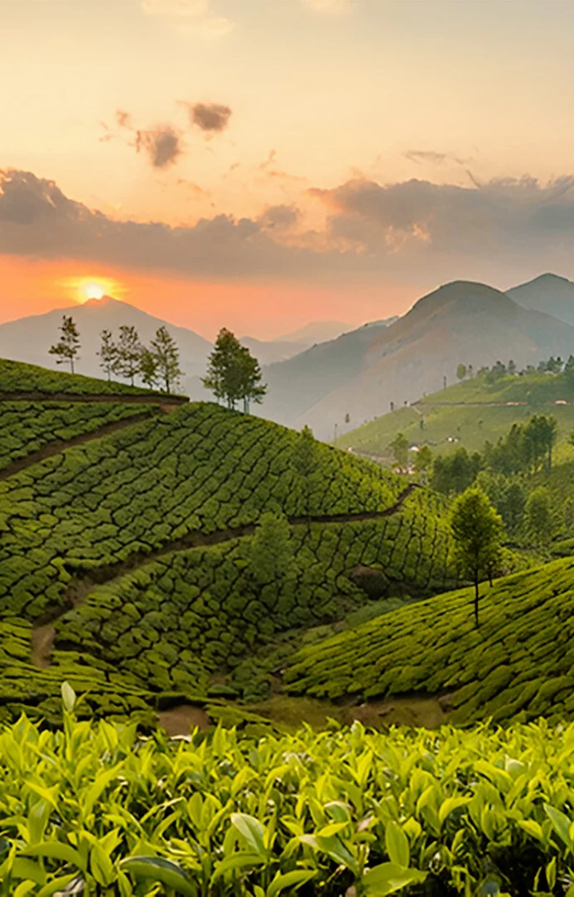 Rolling tea plantations, misty hills, and serene vibes make Munnar a soothing spot for nature lovers.