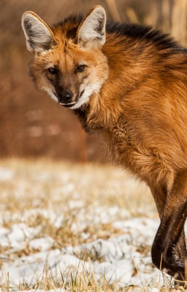 With long legs and a fox-like face, this South American canid looks like it walked out of a dream. It even smells like popcorn!

