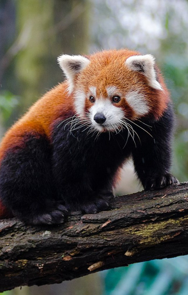 This adorable, tree-dwelling mammal is known for its agility and reddish fur. Not a panda, but steals hearts anyway.