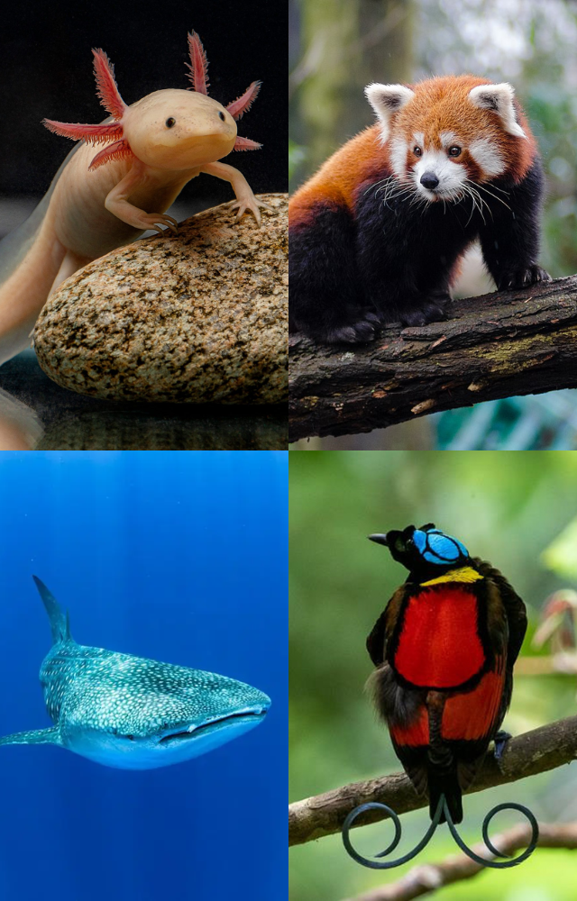 Nature’s Most Surprising Creatures