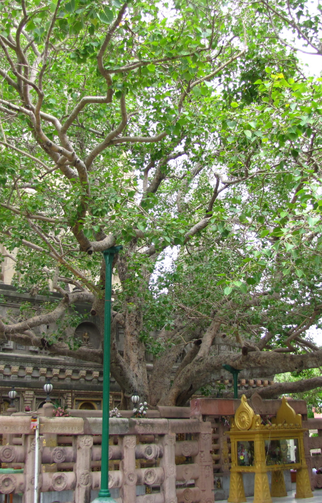 Said to be a direct descendant of the tree under which Buddha attained enlightenment.