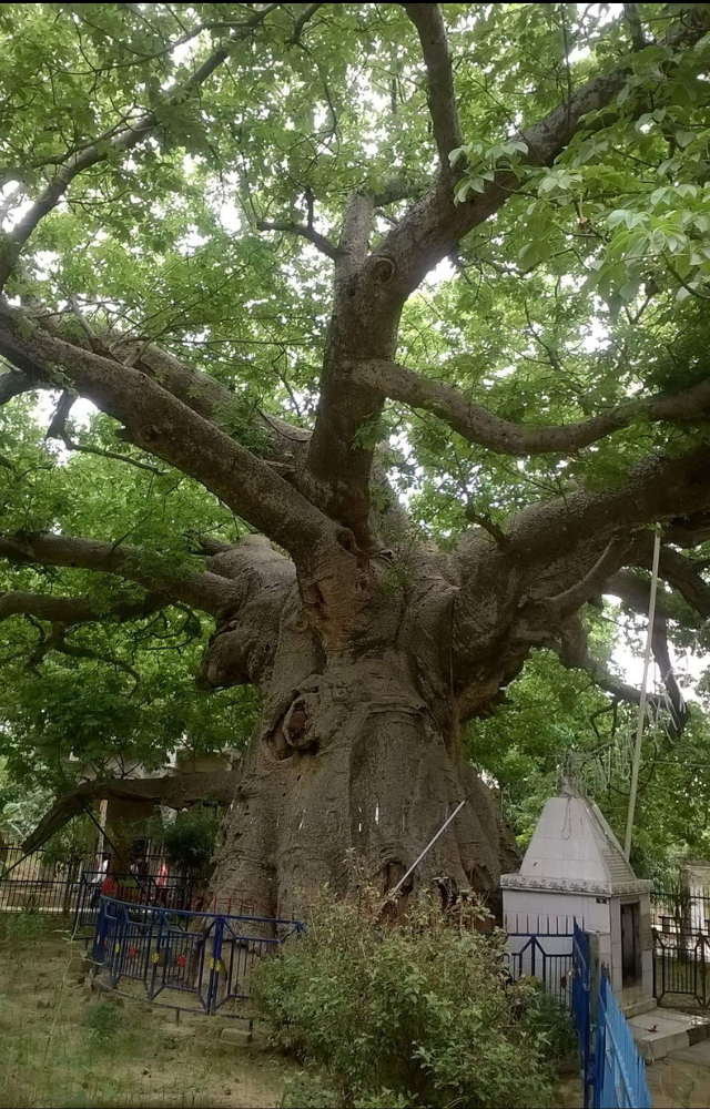 Mythologically linked to the Mahabharata, this sacred baobab tree is a spiritual icon.