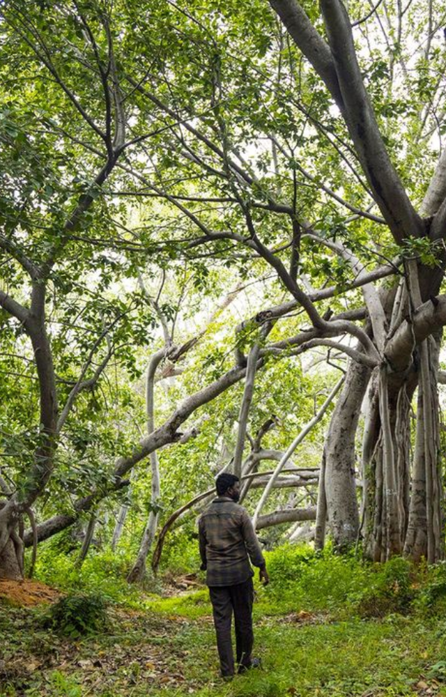 One of the largest trees in the world, this sprawling banyan dates back over 550 years.
