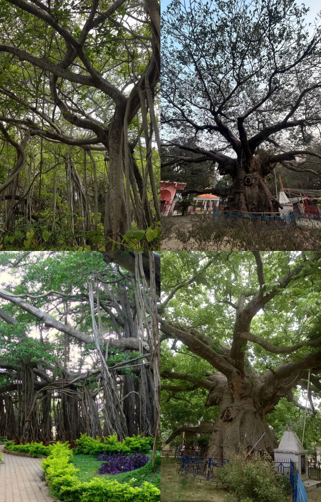 India’s Legendary Ancient Trees