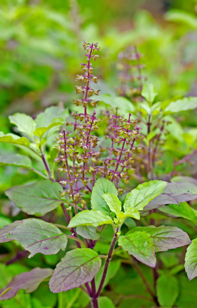 A sacred herb with medicinal power that thrives in moist soil. Easy to grow and perfect for monsoon.
