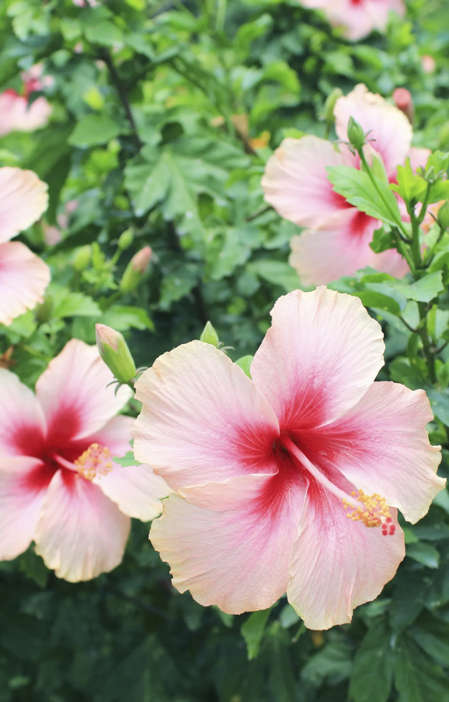 Bright blooms that love the rain and attract butterflies. Great for gardens and herbal teas.