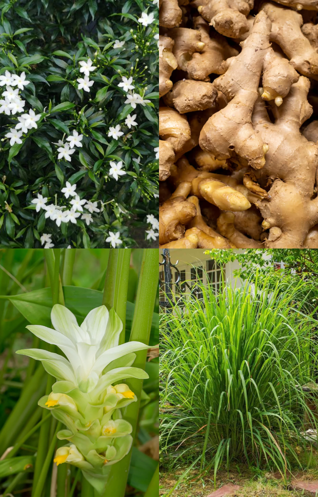 Best Monsoon Plants to Grow