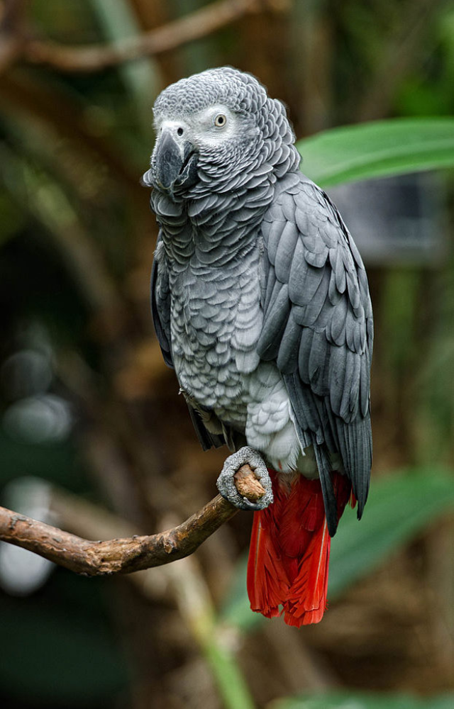 Known as the Einstein of birds, they have an extraordinary ability to mimic speech and understand context.