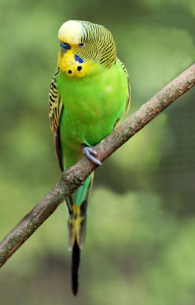 Don’t be fooled by their size—these tiny parakeets can pick up hundreds of words with regular interaction.