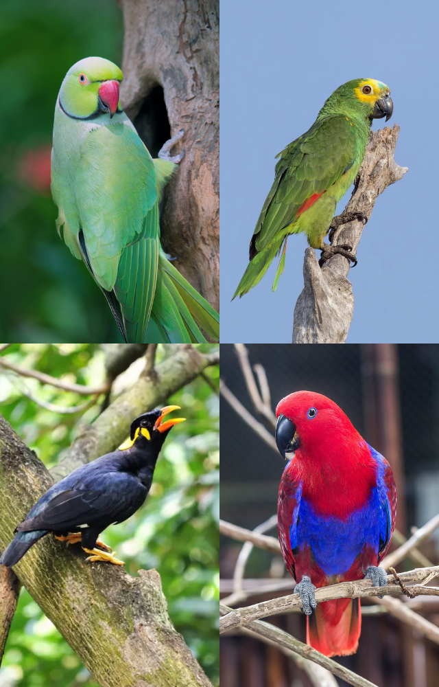 Talking Birds That Nail Human Speech