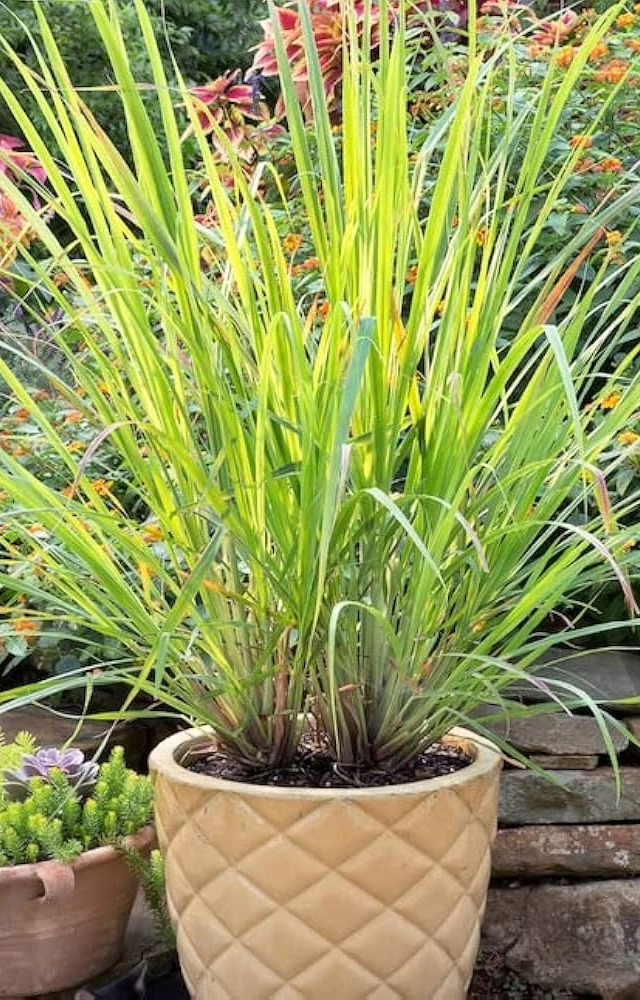 Its strong citrus scent deters snakes and lizards naturally. A perfect border plant with pest-repelling benefits.

