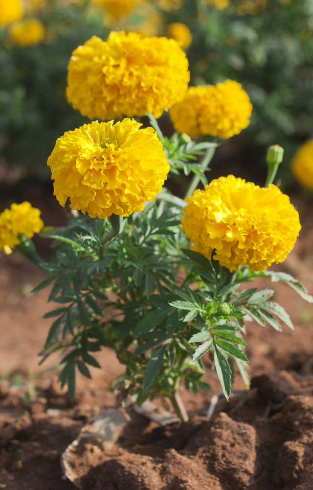 The strong odor of marigold keeps reptiles and insects at bay. Bright, beautiful, and functional for home gardens.

