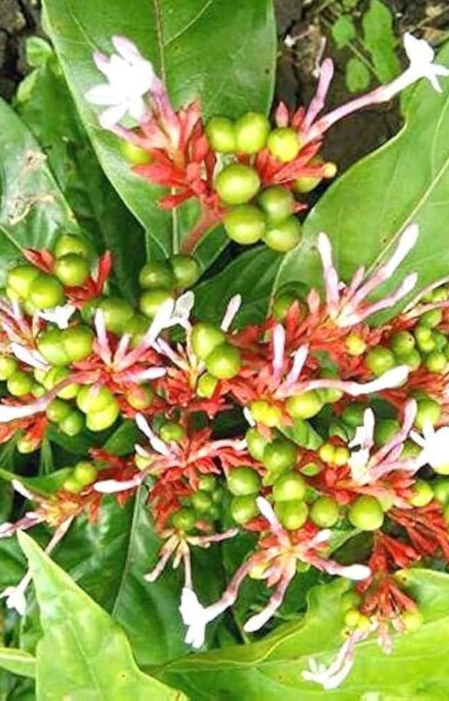 Traditionally used in Ayurveda, it’s believed to repel snakes. Grow it around boundaries for an added layer of protection.
