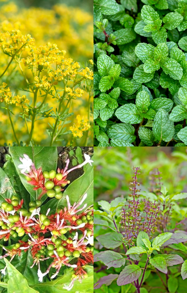 Plants That Keep Reptiles Away
