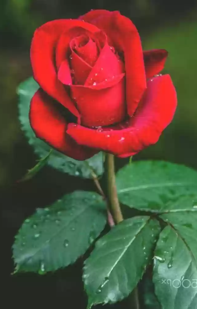 Red roses represent deep love, passion, and romance. A classic choice for expressing heartfelt emotions on Rose Day.