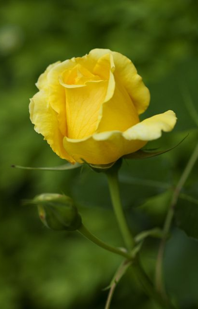 Yellow roses stand for friendship, joy, and warmth. They are a great way to celebrate bonds of happiness and companionship.