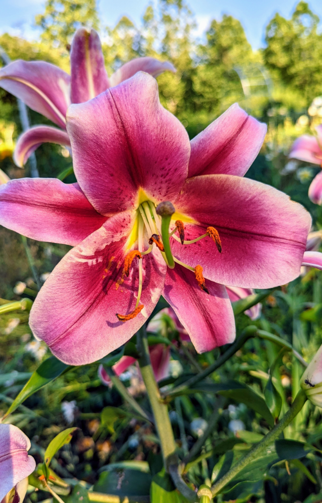 Lilies symbolize purity and devotion, making them a meaningful choice for your special someone.