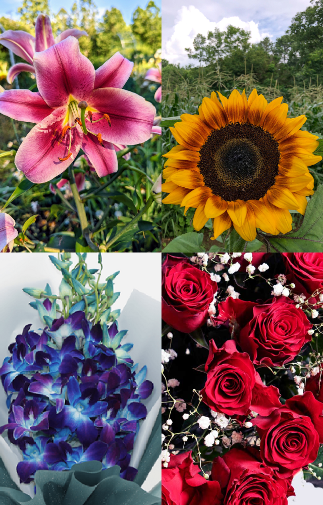 Valentine`s Week: Flowers to Gift