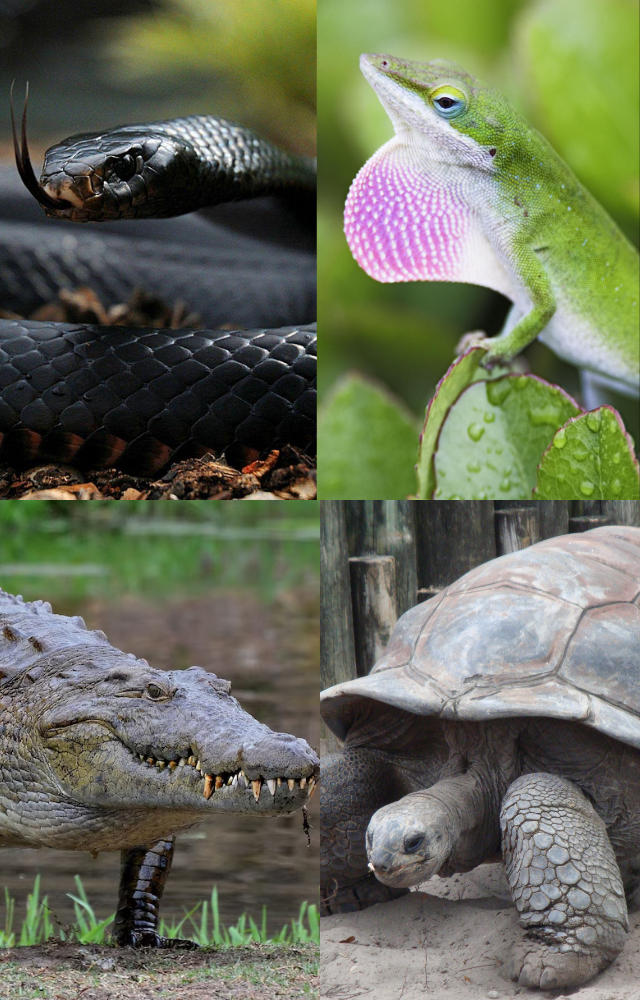 World’s Smartest Reptiles