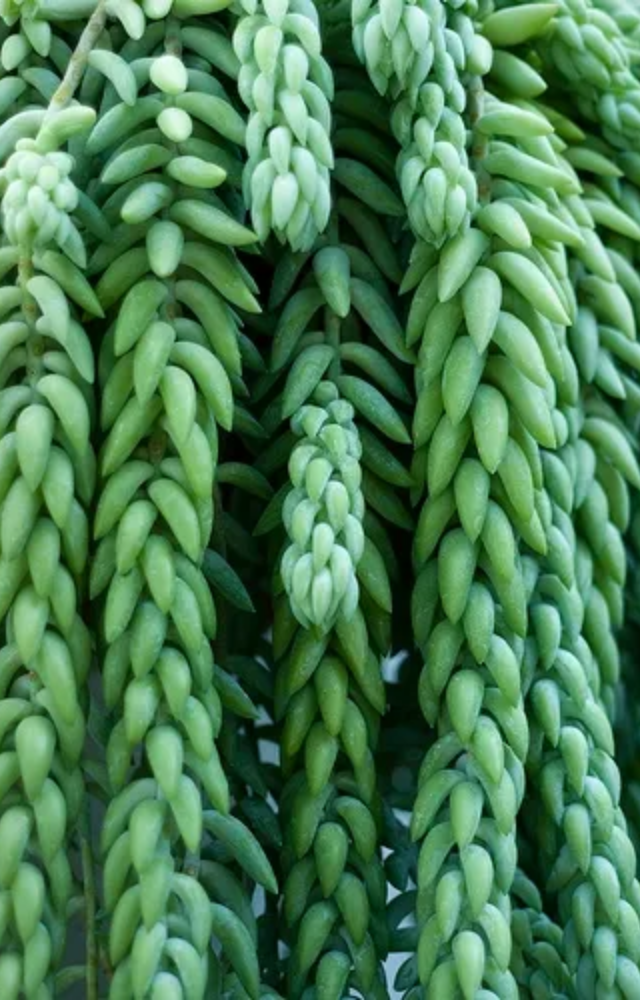 With trailing, plump leaves, it adds a cascading effect to pots and hanging baskets.