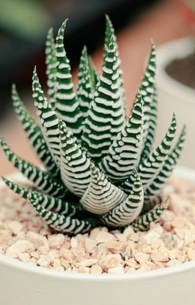 A compact stunner with striped leaves that thrives in containers.