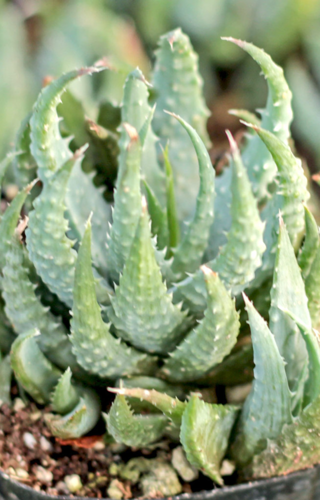 Its spiky green leaves with white markings add drama to any setup.