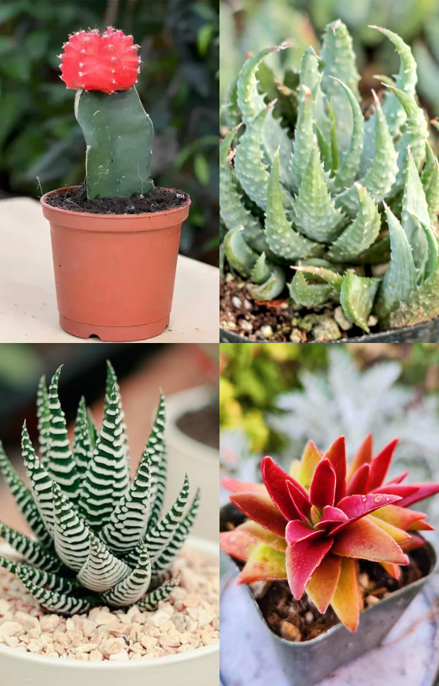 Succulents to Brighten Your Balcony