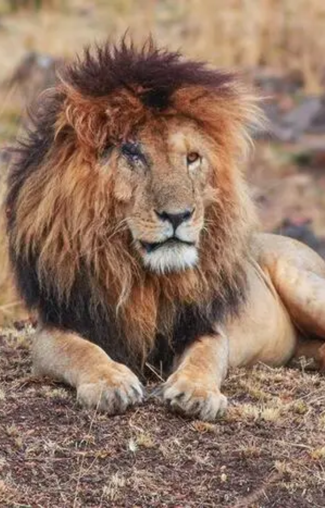 Scarface was one of the most dominant lions in the Maasai Mara, ruling for over a decade with unmatched strength.