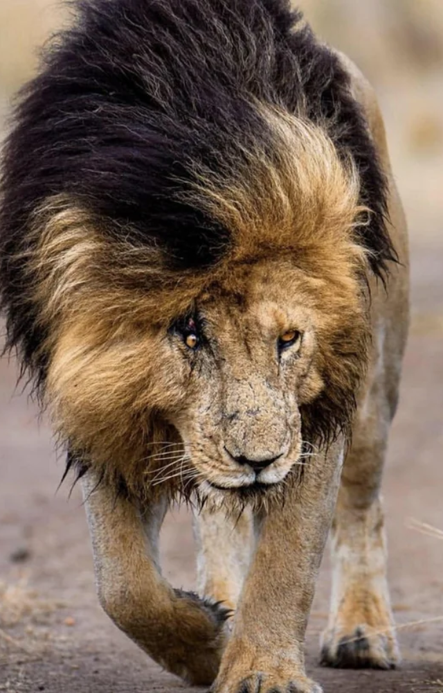 He got his signature scar above his right eye in a territorial fight, adding to his fierce and legendary appearance.