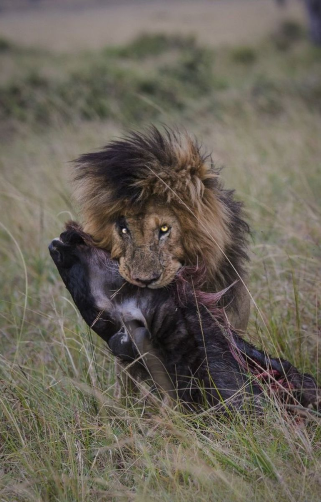Scarface was a powerful predator, taking down large animals like buffaloes and zebras, and he also killed 130 lions and 400 hyenas during his reign.