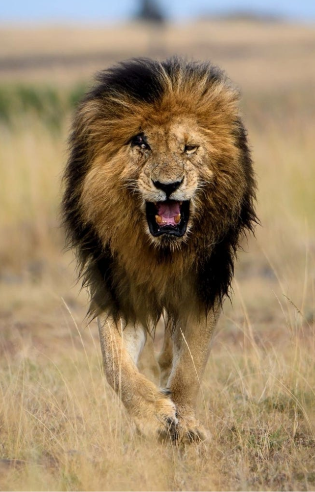 Scarface: The Fearless Lion King