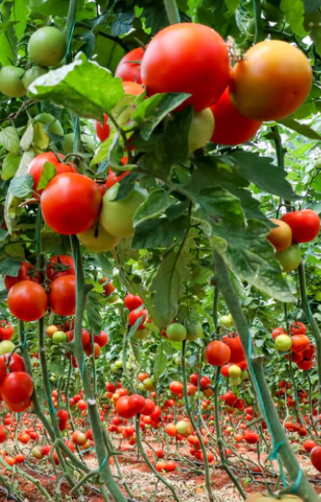 Tomatoes thrive indoors with enough sunlight. Opt for compact varieties like cherry or grape for smaller spaces.
