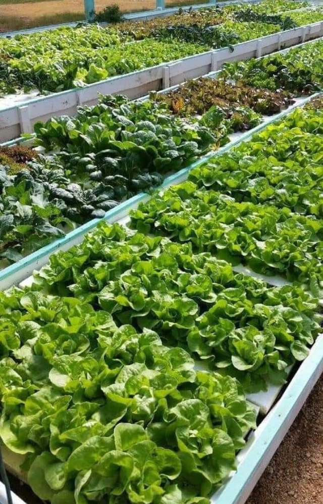 NASA grew red romaine lettuce on the ISS—becoming the first fresh food consumed in space. It was part of the Veggie experiment.
